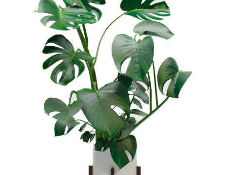 Plants set 01 3D मॉडल