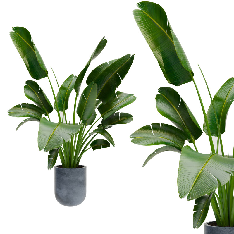 Plants Set 02 Modelo 3D .c4d .max .obj .3ds .fbx .stl .blend 