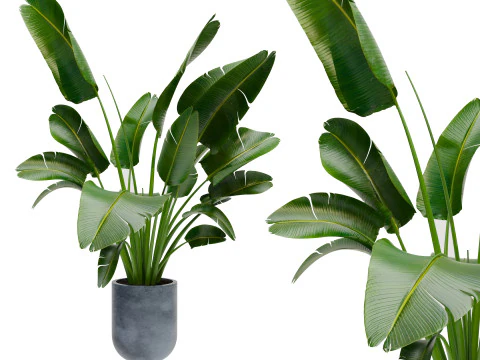 पौधे सेट 02 3D मॉडल