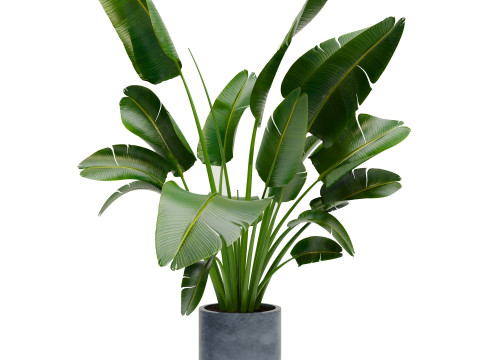 Plants Set 02 Modelo 3D
