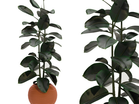 Plants set 03 3D 模型