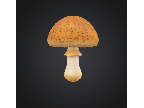 3D Realistic Mushroom Modelo 3D