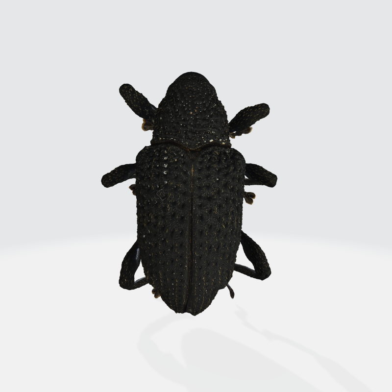 Black fig weevil 3D 모델 .c4d .max .obj .3ds .fbx .stl .blend 