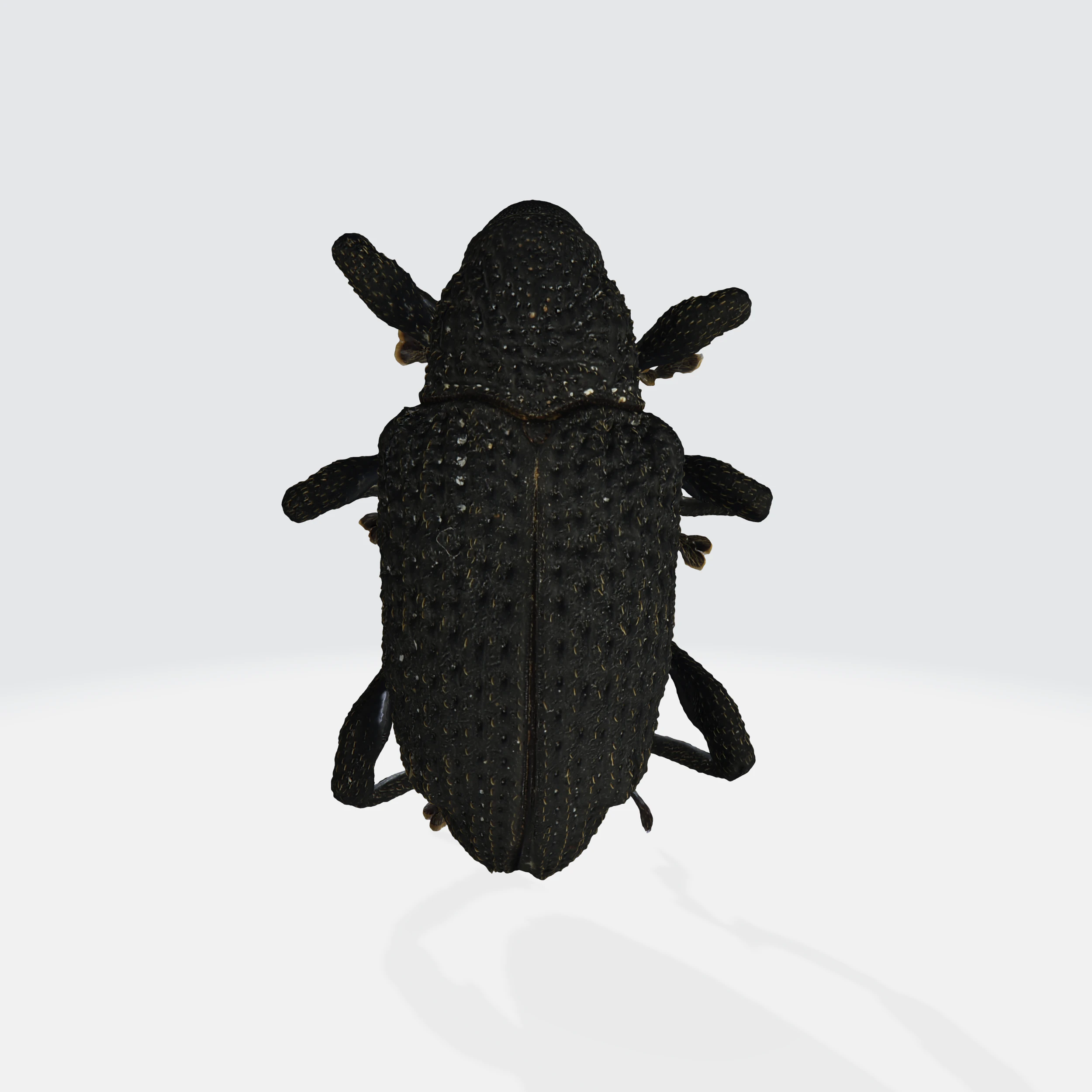 Black fig weevil 3D Model .c4d .max .obj .3ds .fbx .stl .blend
