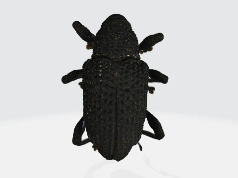 Gorgojo negro del higo Modelo 3D