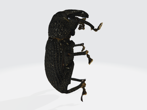 Black fig weevil 3D 모델