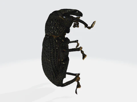 Black fig weevil 3D Model