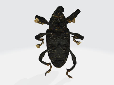 Black fig weevil 3D 모델