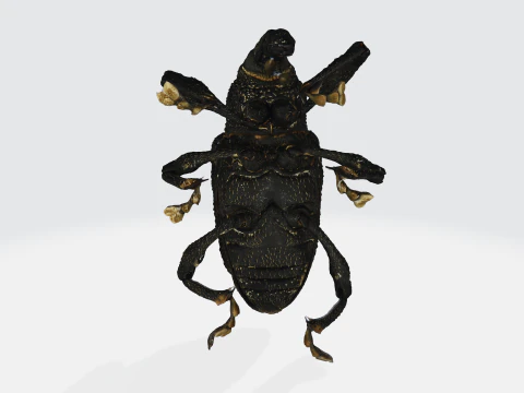 Black fig weevil 3D Model