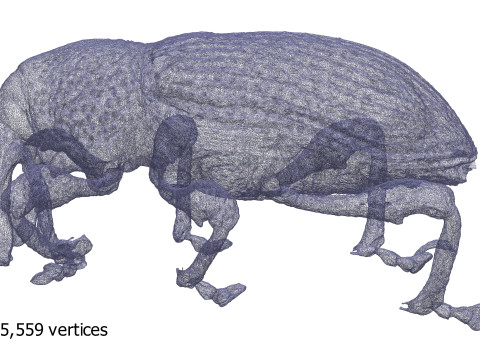 Black fig weevil 3D 모델