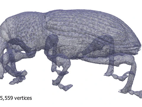 Black fig weevil 3D Model