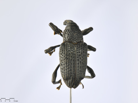 Black fig weevil 3D 모델