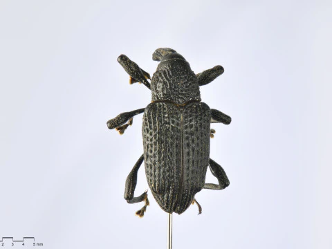 Black fig weevil 3D Model