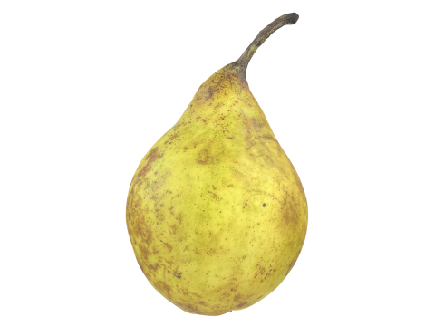 Pear Fruit 3D 모델