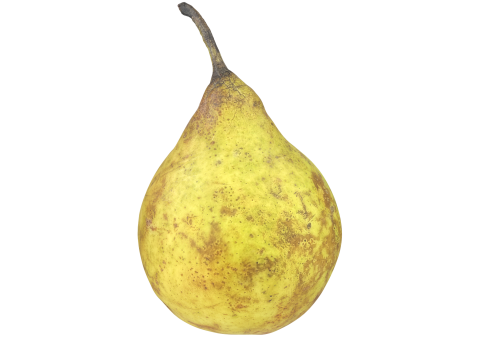 Pear Fruit 3D 모델