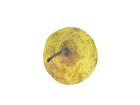 Pear Fruit 3D 모델
