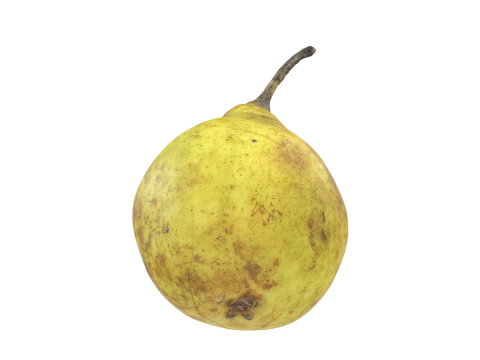 Pear Fruit 3D 모델