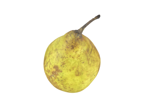 Pear Fruit 3D 모델