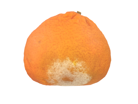Mandarin 3D Модель
