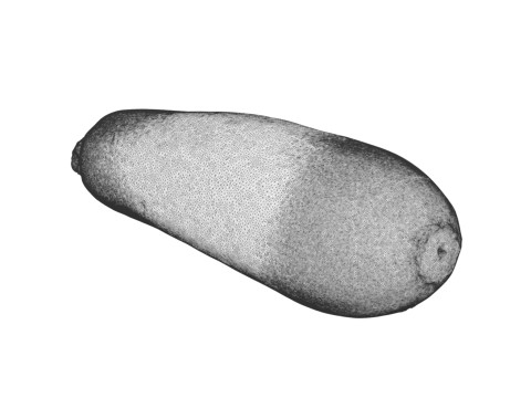 Zucchini 3D Модель