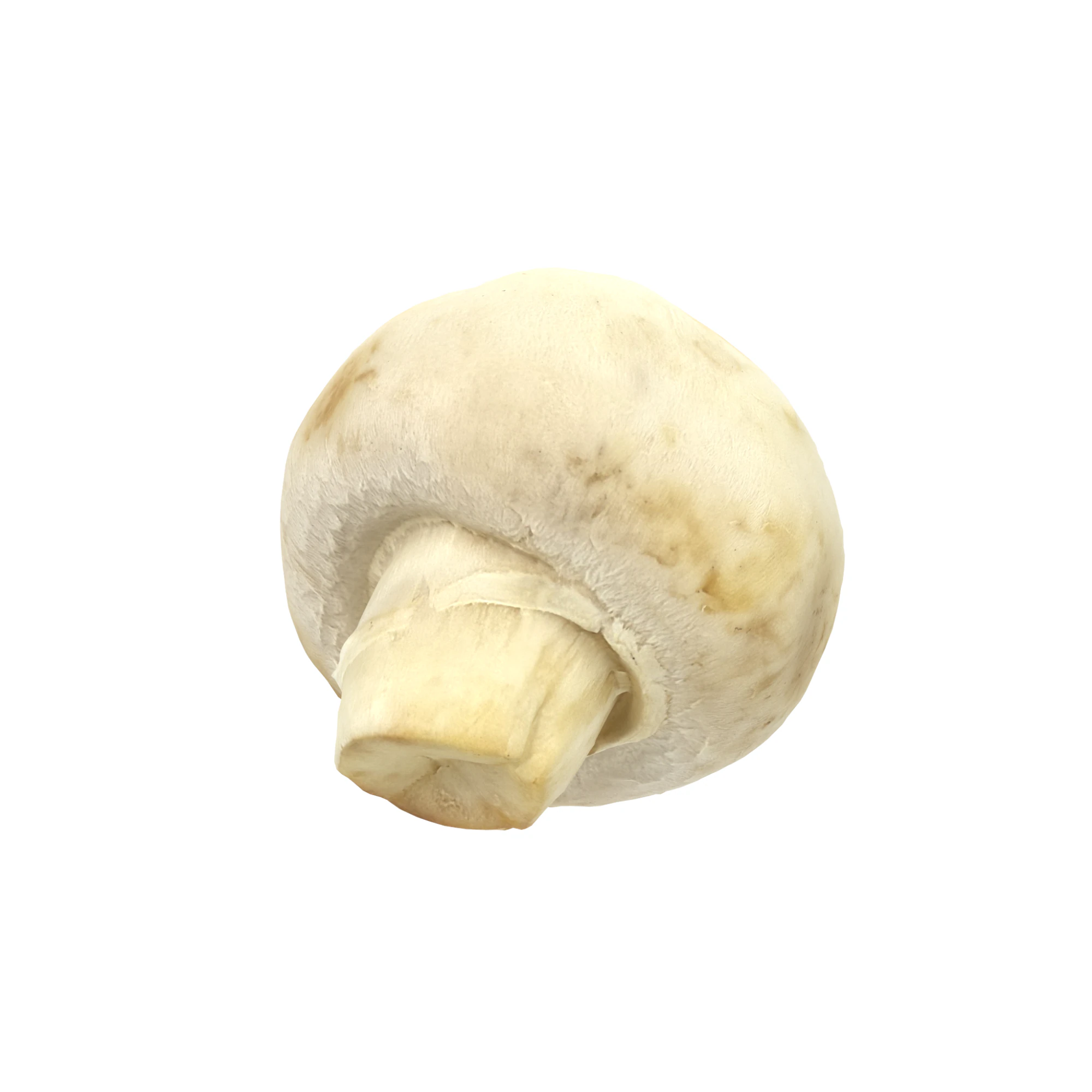 Champignon Mushroom 3D Model .c4d .max .obj .3ds .fbx .stl .blend 