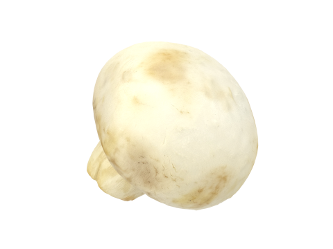 Champignon Mushroom 3Dモデル
