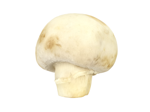 Champignon Mushroom 3Dモデル