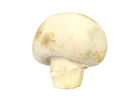 Champignon Mushroom 3D Model