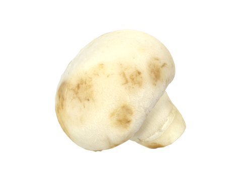 Champignon Mushroom 3Dモデル