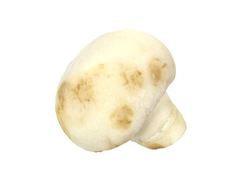 Champignon Mushroom 3D Model