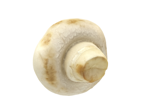 Champignon Mushroom 3Dモデル
