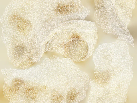 Champignon Mushroom 3D Model