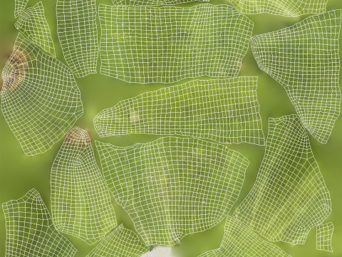 Cucumber 3D Model