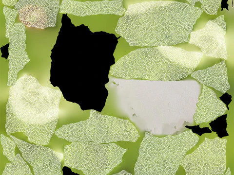 Cut Cucumber 3D Model