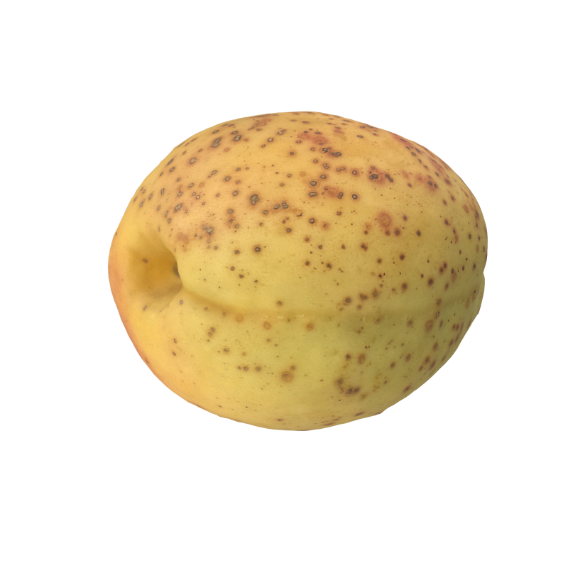 Apricot Model 3D .c4d .max .obj .3ds .fbx .stl .blend 