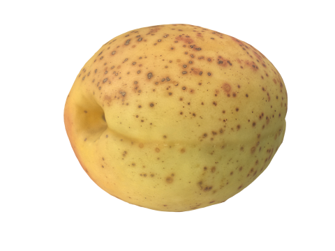 Apricot 3D Model
