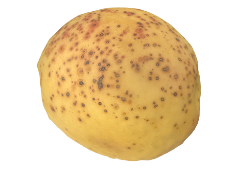 Apricot Model 3D