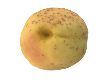 Apricot Model 3D