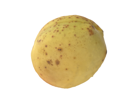 Apricot Model 3D