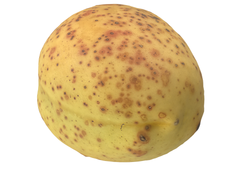 Apricot Model 3D
