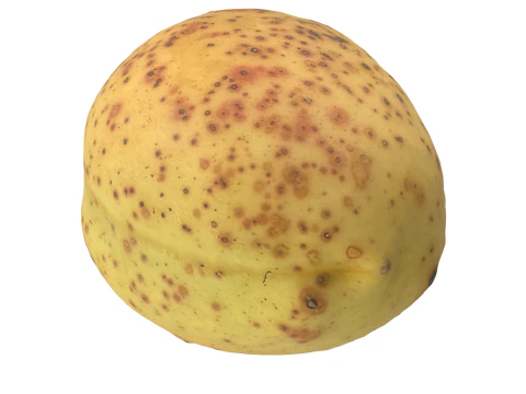 Apricot 3D Model