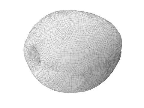 Apricot 3D Model