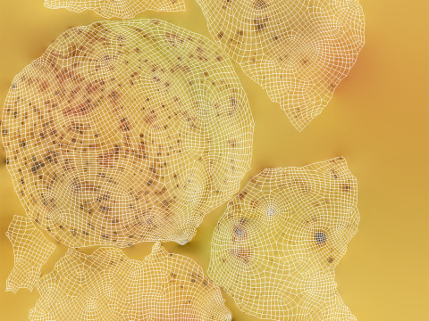 Apricot Model 3D