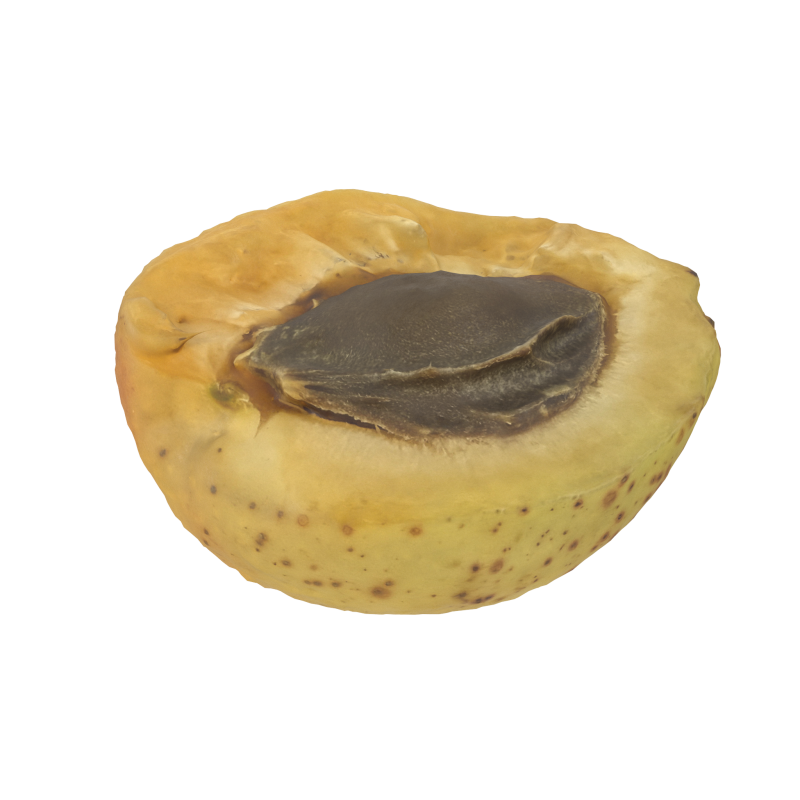 Half Of Apricot 3D Модель .c4d .max .obj .3ds .fbx .stl .blend