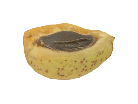 Half Of Apricot 3D Модель