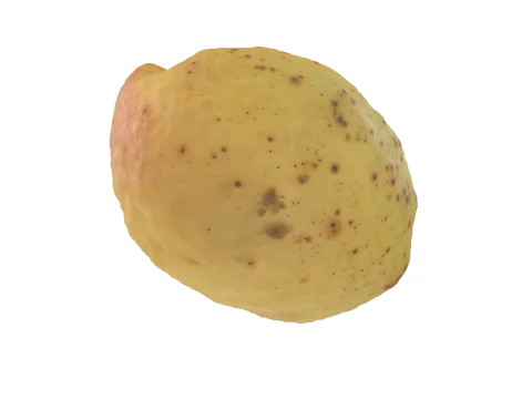 Half Of Apricot 3D Model