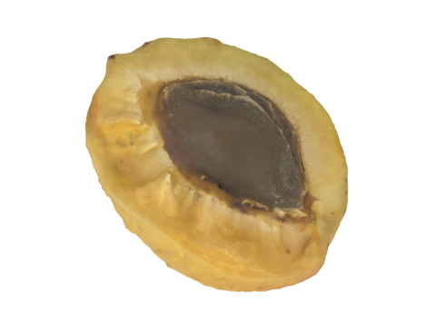 Half Of Apricot 3D Модель