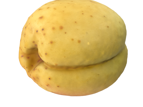 Apricot 2 3Dモデル