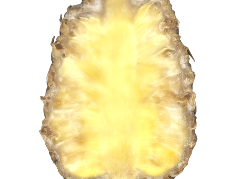 Cut Pineapple 3D Model