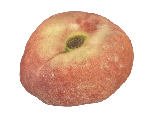 Donut Peach 3D Model